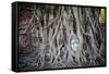 Ayutthaya, Thailand. Sandstone head of Buddha, at Wat Phra Mahathat, Ayutthaya Historical Park, nea-Miva Stock-Framed Stretched Canvas