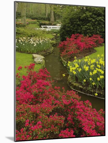 Azalea and daffodil garden, Keukenhof Gardens, Lisse, Netherlands, Holland-Adam Jones-Mounted Photographic Print