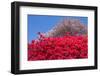 Azalea and Double Cherry Blossom-VSARTS-Framed Photographic Print