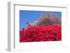 Azalea and Double Cherry Blossom-VSARTS-Framed Photographic Print