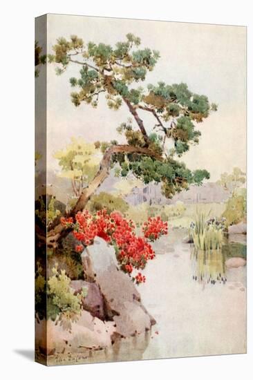 Azalea and Pine-Tree-Ella Du Cane-Stretched Canvas