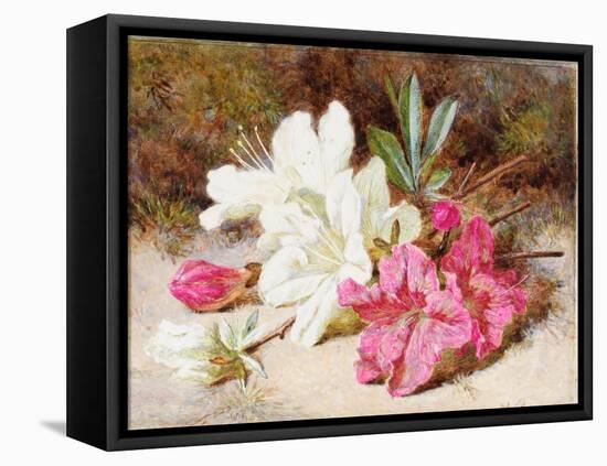 Azalea Bloom, C.1865-74-Helen Cordelia Coleman Angell-Framed Stretched Canvas