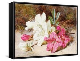 Azalea Bloom, C.1865-74-Helen Cordelia Coleman Angell-Framed Stretched Canvas
