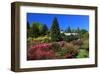 Azalea Bloom in the Botanical Garden San Grato, Carona, Switzerland-null-Framed Art Print