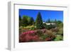 Azalea Bloom in the Botanical Garden San Grato, Carona, Switzerland-null-Framed Art Print