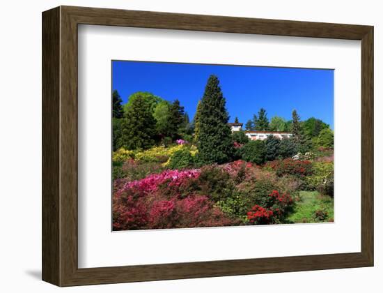 Azalea Bloom in the Botanical Garden San Grato, Carona, Switzerland-null-Framed Art Print