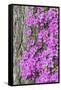 Azalea blooms.-William Sutton-Framed Stretched Canvas