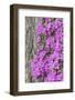 Azalea blooms.-William Sutton-Framed Photographic Print