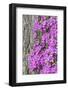 Azalea blooms.-William Sutton-Framed Photographic Print