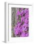 Azalea blooms.-William Sutton-Framed Photographic Print