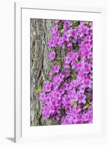 Azalea blooms.-William Sutton-Framed Photographic Print