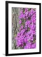 Azalea blooms.-William Sutton-Framed Photographic Print