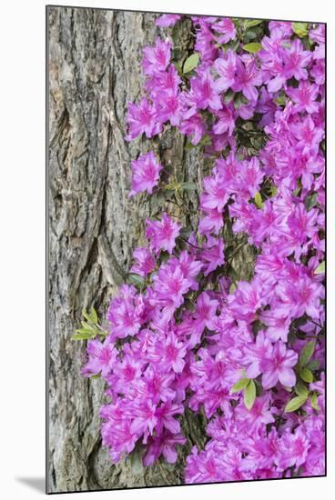 Azalea blooms.-William Sutton-Mounted Photographic Print