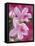 Azalea Blossom, Charleston, South Carolina, USA-Adam Jones-Framed Stretched Canvas