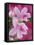 Azalea Blossom, Charleston, South Carolina, USA-Adam Jones-Framed Stretched Canvas