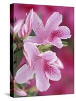 Azalea Blossom, Charleston, South Carolina, USA-Adam Jones-Stretched Canvas