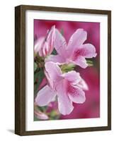 Azalea Blossom, Charleston, South Carolina, USA-Adam Jones-Framed Photographic Print