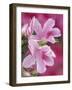 Azalea Blossom, Charleston, South Carolina, USA-Adam Jones-Framed Photographic Print