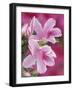 Azalea Blossom, Charleston, South Carolina, USA-Adam Jones-Framed Photographic Print