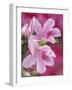 Azalea Blossom, Charleston, South Carolina, USA-Adam Jones-Framed Photographic Print