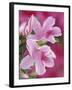 Azalea Blossom, Charleston, South Carolina, USA-Adam Jones-Framed Photographic Print