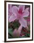 Azalea Blossom, Charleston, South Carolina, USA-Adam Jones-Framed Photographic Print