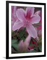 Azalea Blossom, Charleston, South Carolina, USA-Adam Jones-Framed Photographic Print