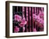 Azalea Blossom, Charleston, South Carolina, USA-Adam Jones-Framed Photographic Print