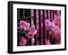 Azalea Blossom, Charleston, South Carolina, USA-Adam Jones-Framed Photographic Print