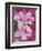 Azalea Blossom, Charleston, South Carolina, USA-Adam Jones-Framed Premium Photographic Print