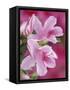 Azalea Blossom, Charleston, South Carolina, USA-Adam Jones-Framed Stretched Canvas