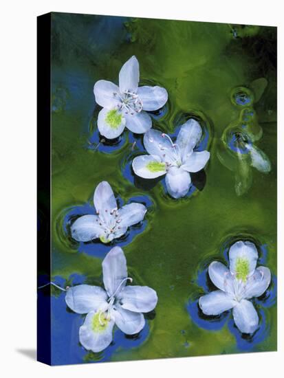 Azalea Blossoms Floating in Stream with Reflections, Maryland, USA-Nancy Rotenberg-Stretched Canvas