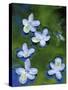 Azalea Blossoms Floating in Stream with Reflections, Maryland, USA-Nancy Rotenberg-Stretched Canvas