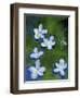 Azalea Blossoms Floating in Stream with Reflections, Maryland, USA-Nancy Rotenberg-Framed Photographic Print