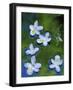 Azalea Blossoms Floating in Stream with Reflections, Maryland, USA-Nancy Rotenberg-Framed Photographic Print