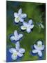 Azalea Blossoms Floating in Stream with Reflections, Maryland, USA-Nancy Rotenberg-Mounted Photographic Print