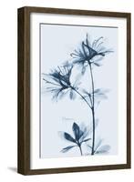 Azalea  Blues-Albert Koetsier-Framed Art Print