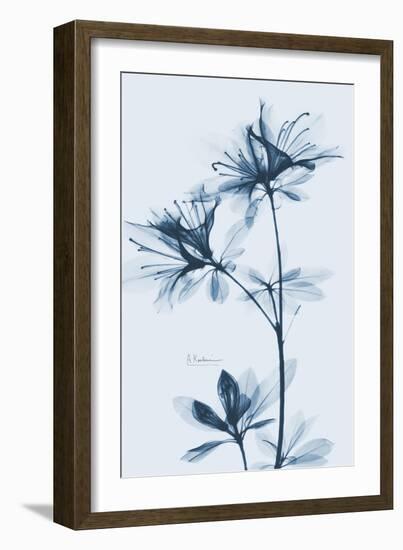 Azalea  Blues-Albert Koetsier-Framed Art Print