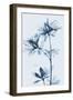 Azalea  Blues-Albert Koetsier-Framed Art Print