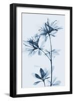 Azalea  Blues-Albert Koetsier-Framed Art Print