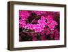 Azalea Bush-jennyt-Framed Photographic Print