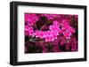 Azalea Bush-jennyt-Framed Photographic Print