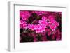 Azalea Bush-jennyt-Framed Photographic Print