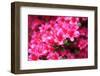 Azalea Bush-jennyt-Framed Photographic Print