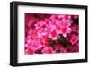 Azalea Bush-jennyt-Framed Photographic Print