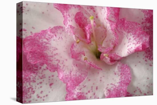 Azalea Detail of a Pink and White Coloured Azalea Blossom-null-Stretched Canvas