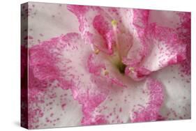 Azalea Detail of a Pink and White Coloured Azalea Blossom-null-Stretched Canvas