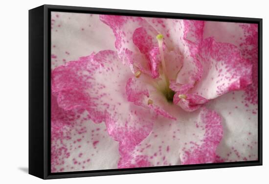 Azalea Detail of a Pink and White Coloured Azalea Blossom-null-Framed Stretched Canvas