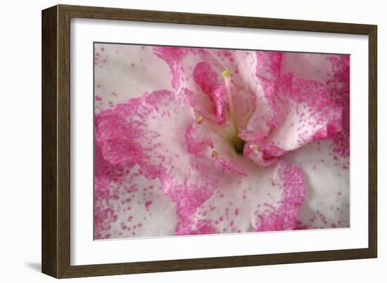 Azalea Detail of a Pink and White Coloured Azalea Blossom-null-Framed Photographic Print