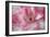 Azalea Detail of a Pink and White Coloured Azalea Blossom-null-Framed Photographic Print